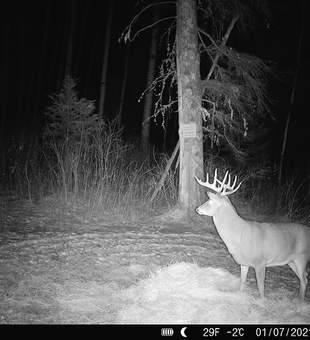 Whitetail trophies call Saskatchewan home.